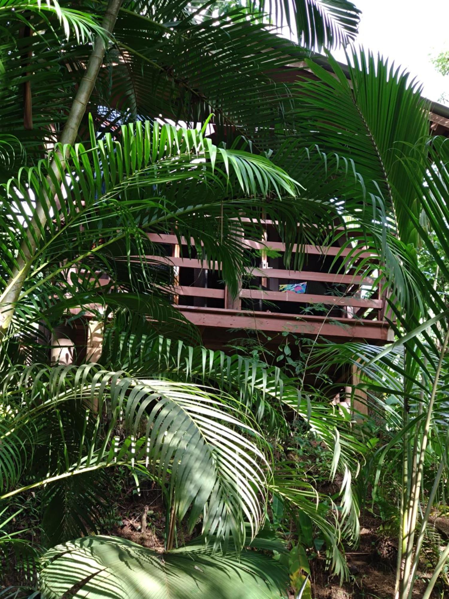 A Peace In Paradise Anse Royale Eksteriør billede